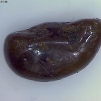 Bahianite