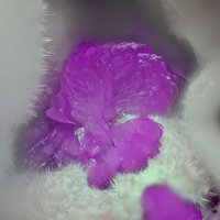 Sainfeldite