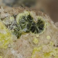Umohoite