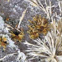 Earlshannonite, Strunzite
