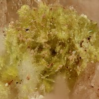 Carlhintzeite