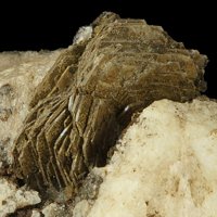 Tainiolite