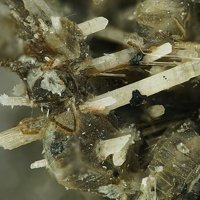Kalsilite