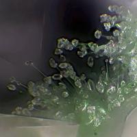 Quartz, Agardite-(Ce)