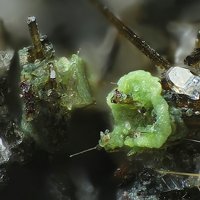 Tangeite