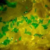 Sabelliite