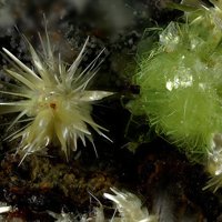 Rabbittite, Schröckingerite