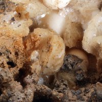 Fairfieldite, Goyazite, Fluorapatite