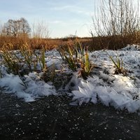 Ice