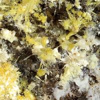 Bayleyite