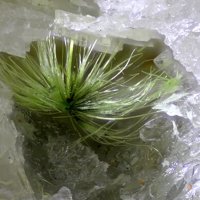 Jamborite