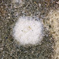 Galeite