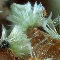 Agardite-(La)