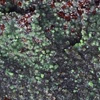 Bayldonite, Goethite