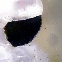 Rankachite, Quartz
