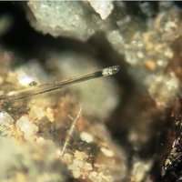 Kalsilite