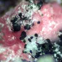 Gayite, Variscite