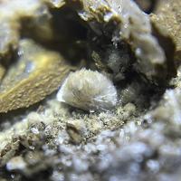 Bavenite