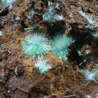 Agardite-(Nd), Conichalcite