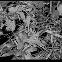 Cannizzarite, Cosalite