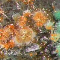 Eckhardite, Markcooperite