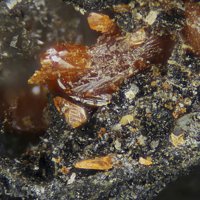 Cassedanneite