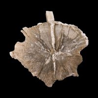 Ulexite