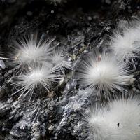 Canavesite, Dypingite