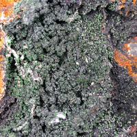 Bayldonite