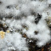 Canavesite, Dypingite