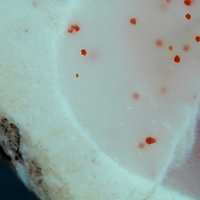 Datolite