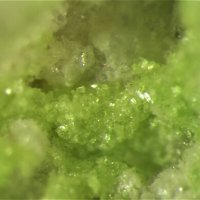 Obradovicite-NaNa