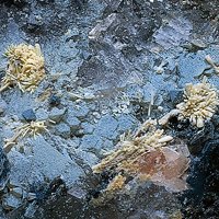 Uranopolycrase, Magnetite, Quartz