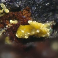 Uranotungstite