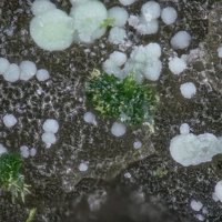 Namibite, Beyerite