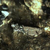 Cabriite, Sperrylite, Mooihoekite