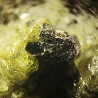 Calzirtite, Forsterite, Phlogopite