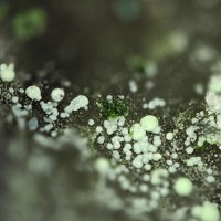 Namibite, Beyerite