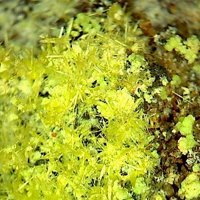 Rabbittite