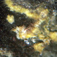 Ianthinite, Schoepite
