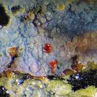 Umohoite