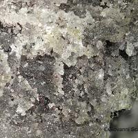 Aktashite, Arsiccioite