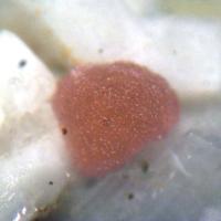 Calcioancylite-(Nd)