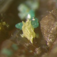 Ottoite, Housleyite, Chlorargyrite