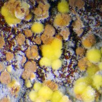 Uranophane, Umohoite