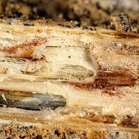Ottensite