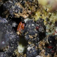 Xanthoconite, Acanthite