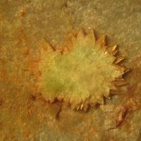Abernathyite