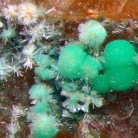 Eckhardite, Markcooperite