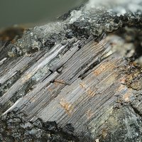 Rasvumite
